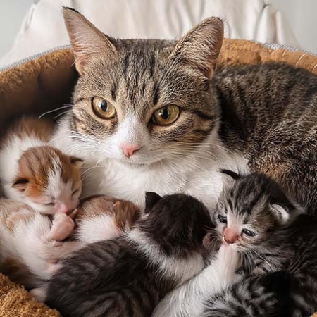 cat-nestled-with-kittens