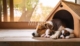 dog-house-with-newborn-puppies