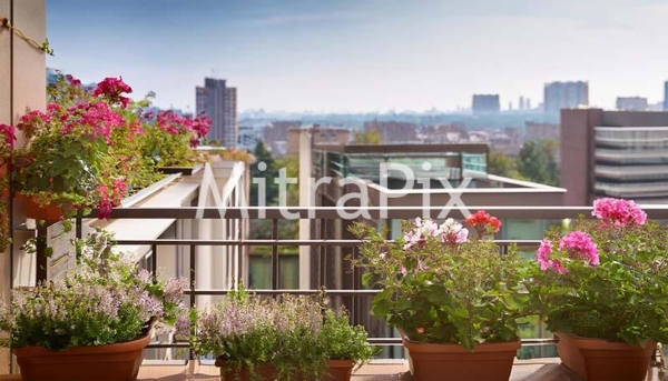 flowering-plants-in-a-balcony
