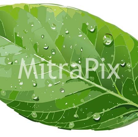 fresh-green-leaf-with-dew-drops