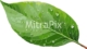 fresh-green-leaf-with-dew-drops
