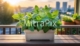 fresh-mint-plant-growing-in-a-stylish-balcony-container