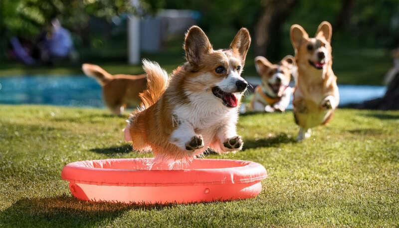 Corgi Cannonball