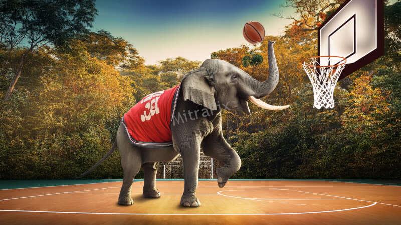 Elephant Playing Basketball