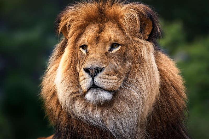 Lion Closeup
