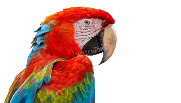Vibrant Tropical Bird isolated on a transparent backgroun, red and yellow