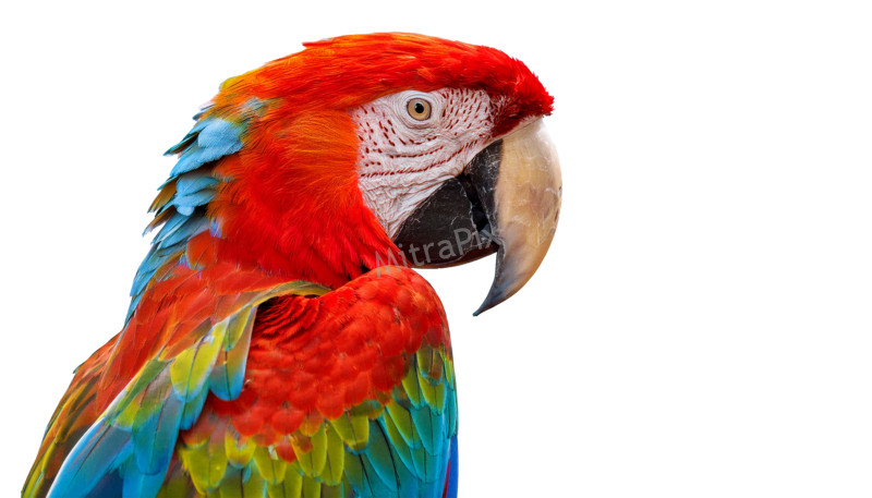 Vibrant Tropical Bird isolated on a transparent backgroun, red and yellow
