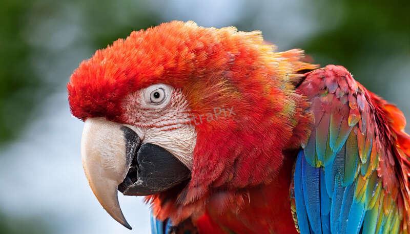 Vibrant Tropical Bird